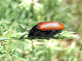 Alleculidae: Omophlus sp.