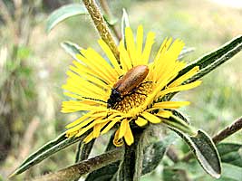 Alleculidae: Omophlus ocularis