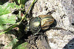 Scarabaeidae: Onitis humerosus