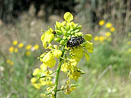 Scarabaeidae: Oxythyrea cinctella