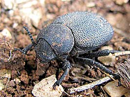 Tenebrionidae: Pachyscelis rotundata