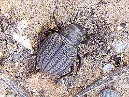 Tenebrionidae: Pimelia mittrei