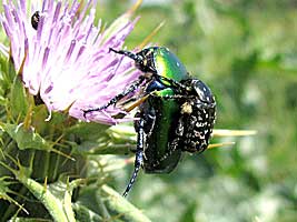 Scarabaeidae: Protaetia (Potosia) cuprea<br> et Oxythyrea funesta