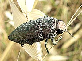 Buprestidae: Lampetis mimosae