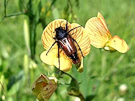 Glaphyridae: Pygopleurus orientalis