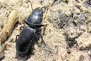 Carabidae: Scarites saxicola