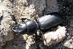 Carabidae: Scarites saxicola