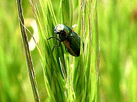 Chrysomelidae: Smaragdina limbata