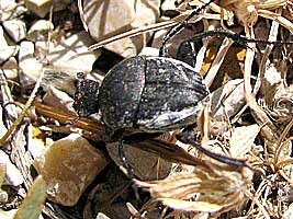 Scarabaeidae: Sisyphus schaefferi