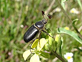 Scarabaeidae: Tanyproctus kindermanni