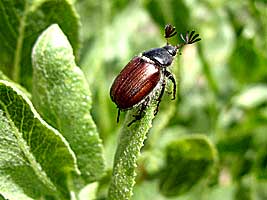 Scarabaeidae: Tanyproctus kindermanni