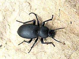 Tenebrionidae: Tentyria herculeana