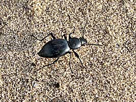 Tenebrionidae: Tentyrina orbiculata subsulcata