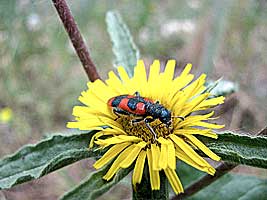 Cleridae: Trichodes apiarius