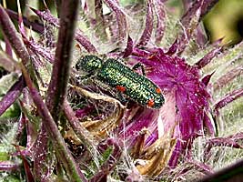 Cleridae: Trichodes quadriguttatus