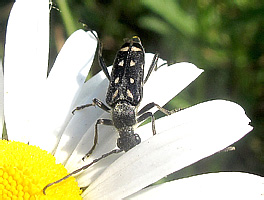 Leptura duodecimguttata