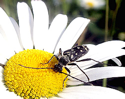 Leptura duodecimguttata