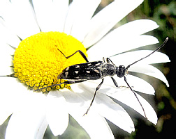 Leptura duodecimguttata