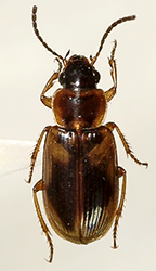 Acupalpus dorsalis (Fabricius, 1787)