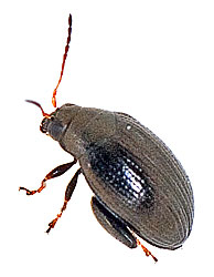 Alticinae gen. sp. (? Aphthona)