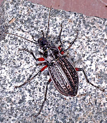 Carabus granulatus