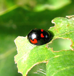 Exochomus quadripustulatus (L., 1758)