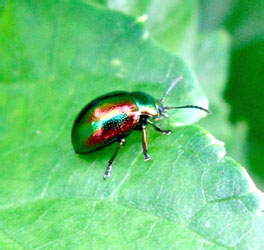 Chrysolina (Fastuolina) fastuosa (Scopoli, 1763)