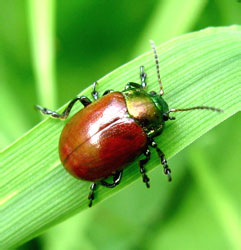 Chrysolina (Erythrochysa) polita (Linnaeus, 1758)