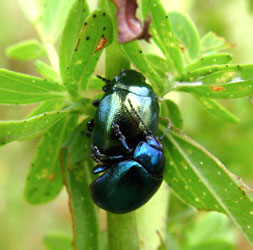 Chrysolina (Sphaeromela) varians (Schaller, 1783)