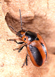 Entomoscelis adonidis (Pallas, 1771)