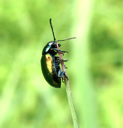 Gastrophysa viridula (DeGeer, 1775)