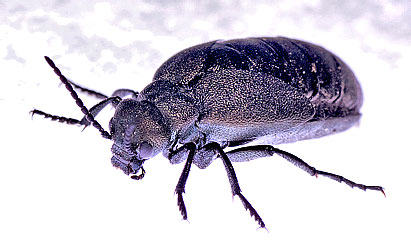 Meloe proscarabaeus