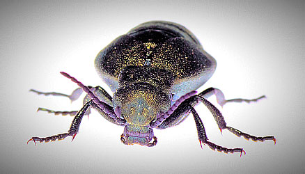 Meloe proscarabaeus