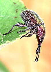 Rhynchites auratus (Scopoli, 1763)