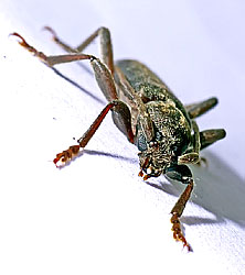 Trichoferus campestris (Faldermann, 1835)