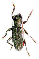 Trichoferus campestris (Faldermann, 1835)