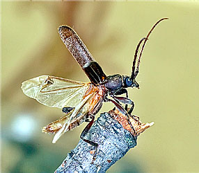 Trichoferus campestris (Faldermann, 1835)