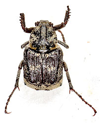 Valgus hemipterus (Linnaeus, 1758)