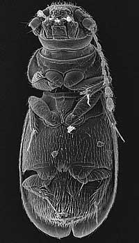 Ptiliolum sahlbergi (Flach, 1888)