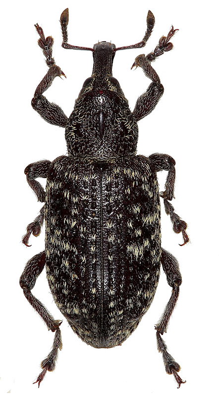 Hylobius piceus