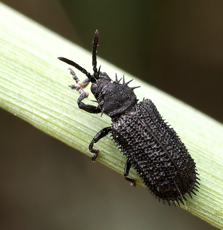 Acmenychus inermis