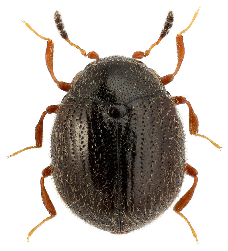 Aspidiphorus orbiculatus (Gyll.)