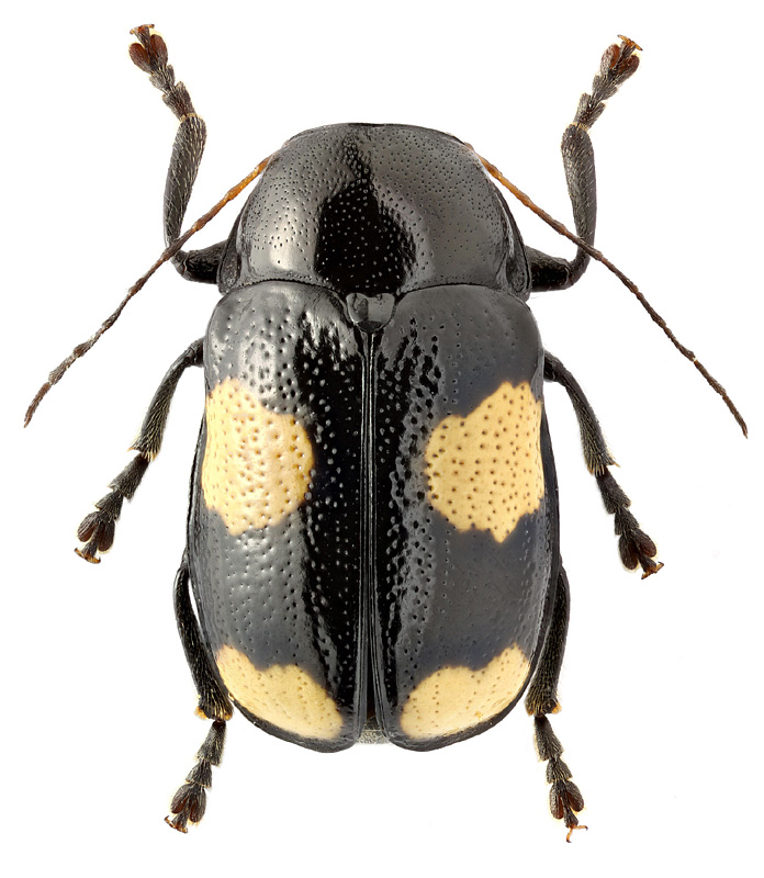 Cryptocephalus nobilis Kr.