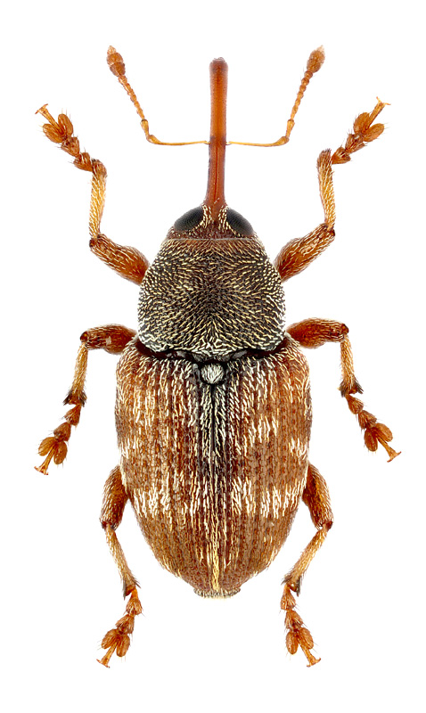 Curculio rubidus (Gyll., 1836)