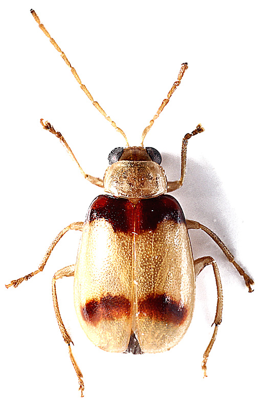 Galerucinae gen. sp.