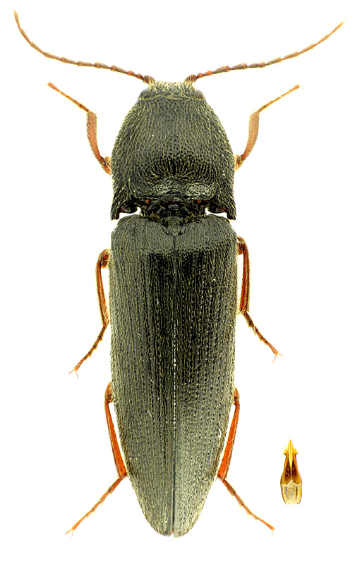 Melanotus crassicollis (Erichson, 1841)</b> - det. A.S. Prosvirov