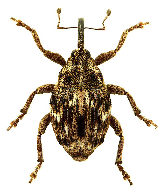 Microplontus millefolii (Schultze, 1896)