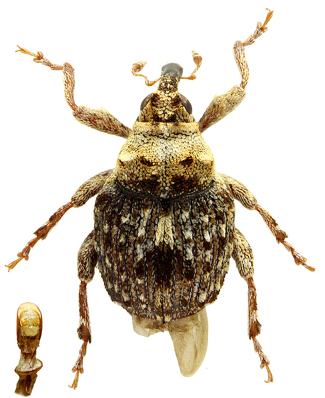 Neoplatygaster venustus (Faust, 1885)</b> - det. ..   .. 