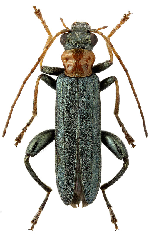 Oedemera croceicollis Gyll.