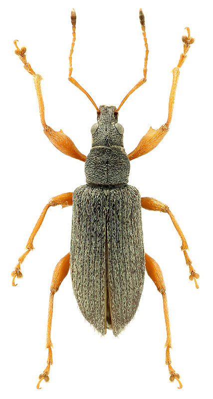 Phyllobius (Metaphyllobius) jacobsoni Smirnov, 1913  - det. .. 